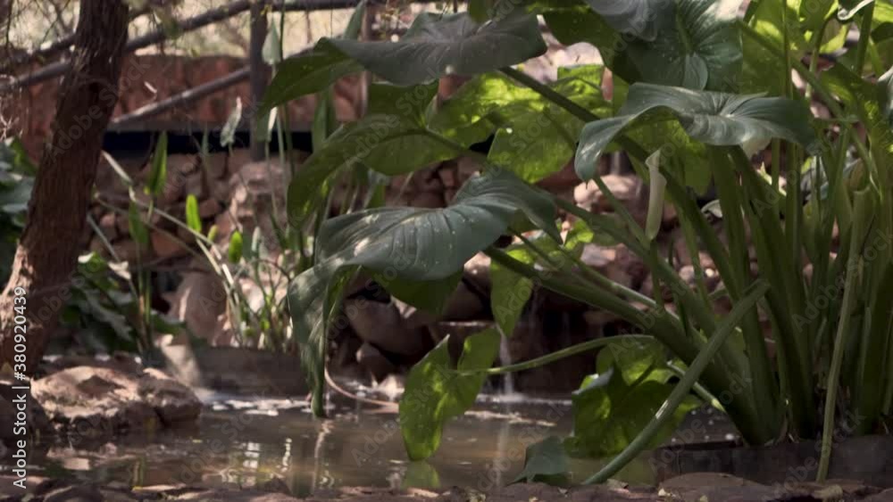 Beautiful South African flowers with trickling water in the background Beautiful South African flowers with trickling water in the background