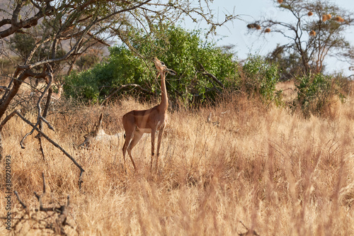 Gerenuk eating leafs from a branch