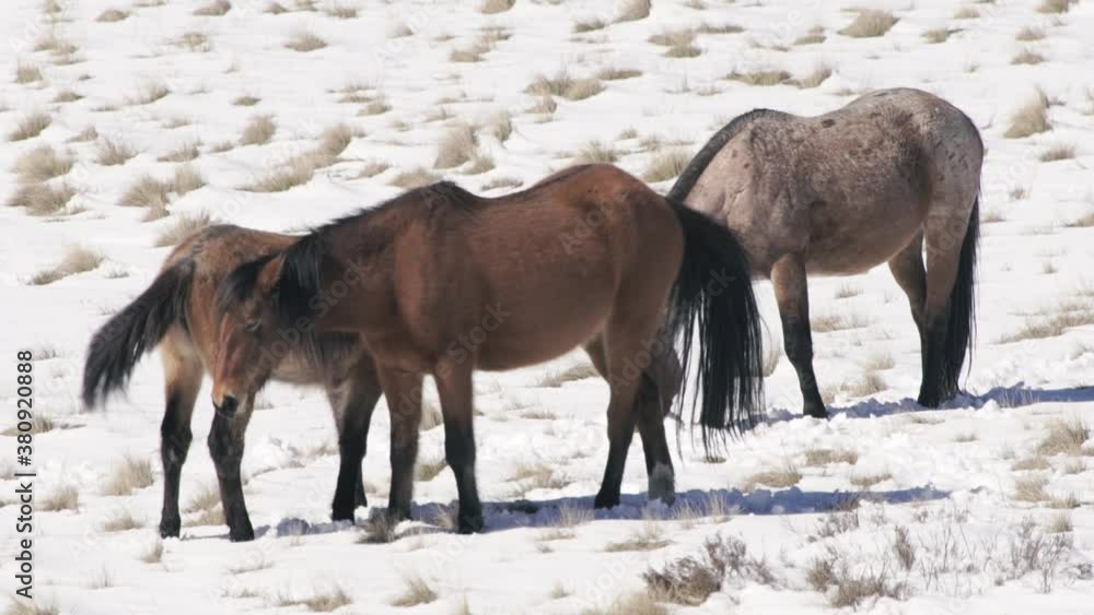 Brumbies biting in the snow, SLOW Brumbies biting in the snow, SLOW