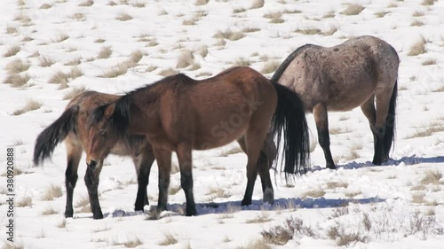 Brumbies biting in the snow, SLOW photo