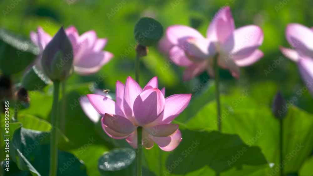 Closeup of backlit lotus flowers with bees buzzing around them. Closeup of backlit lotus flowers with bees buzzing around them.