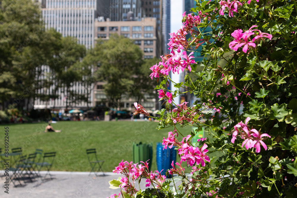 Beautiful Pink Flowers at Bryant Park during Summer in Midtown Manhattan of New York City