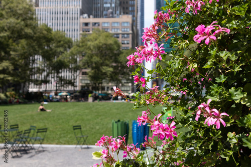 Fototapeta Naklejka Na Ścianę i Meble -  Beautiful Pink Flowers at Bryant Park during Summer in Midtown Manhattan of New York City