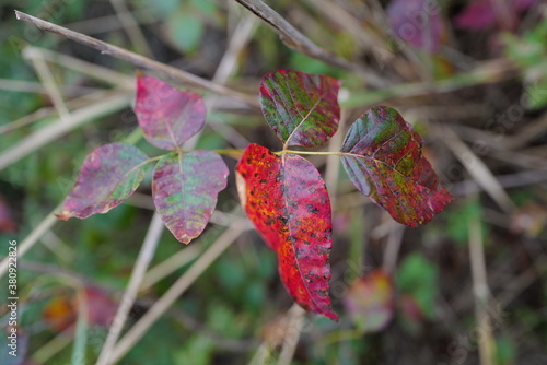 Sept 25, 2020 Poison Ivy changing colour during September at Fort Tilden Beach, Queens, New York City, USA. 