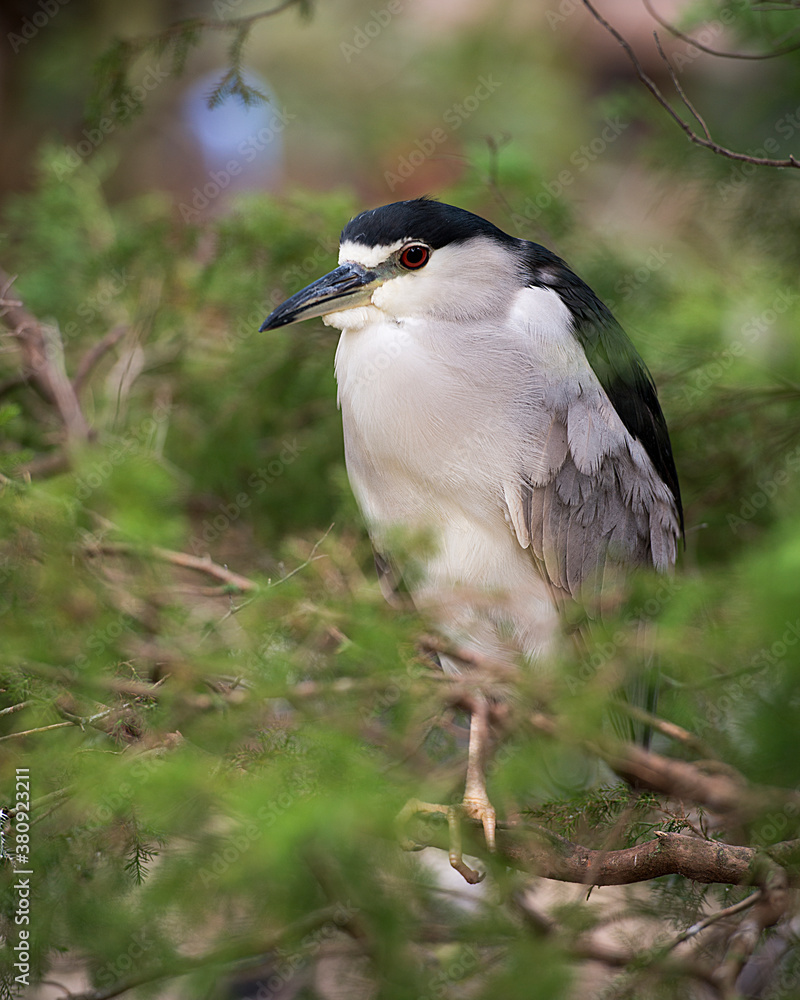 Black Crowned Night Heron Stock Photos. Black-crowned Night Heron perched on a branch a green blur background in its environment and habitat. Image. Picture. Portrait. Black Crowned Night Heron Stock Photos. Black-crowned Night Heron perched on a branch a green blur background in its environment and habitat. Image. Picture. Portrait.