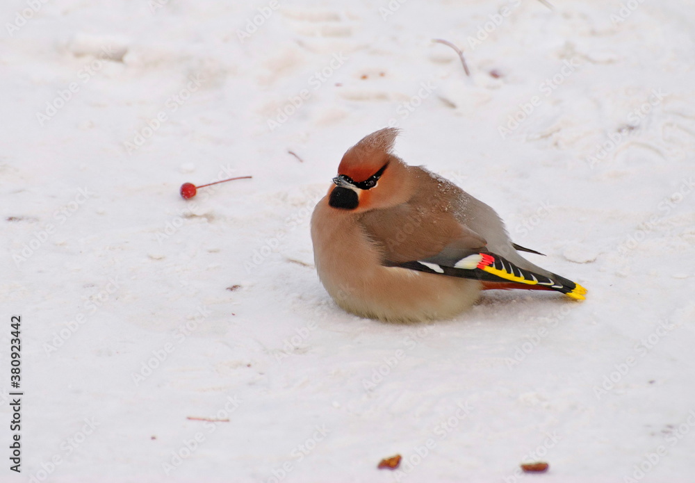Obraz premium A Waxwing (Bombycilla garrulus) sits in the snow on a cold February morning. Khanty-Mansiysk. Western Siberia. Russia.