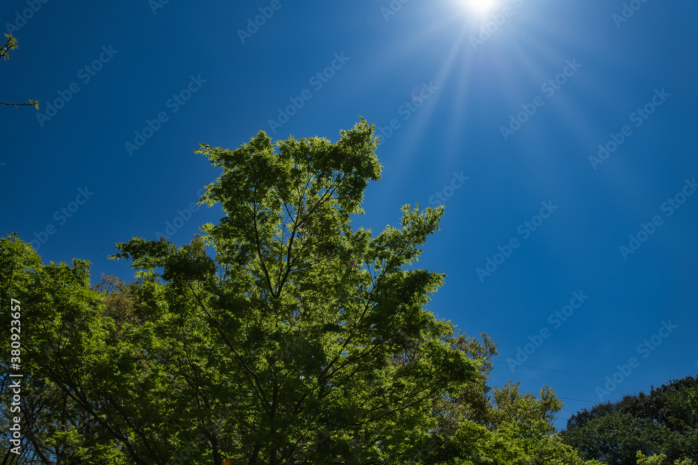 Obraz premium 青い空で太陽の光を浴びた木
