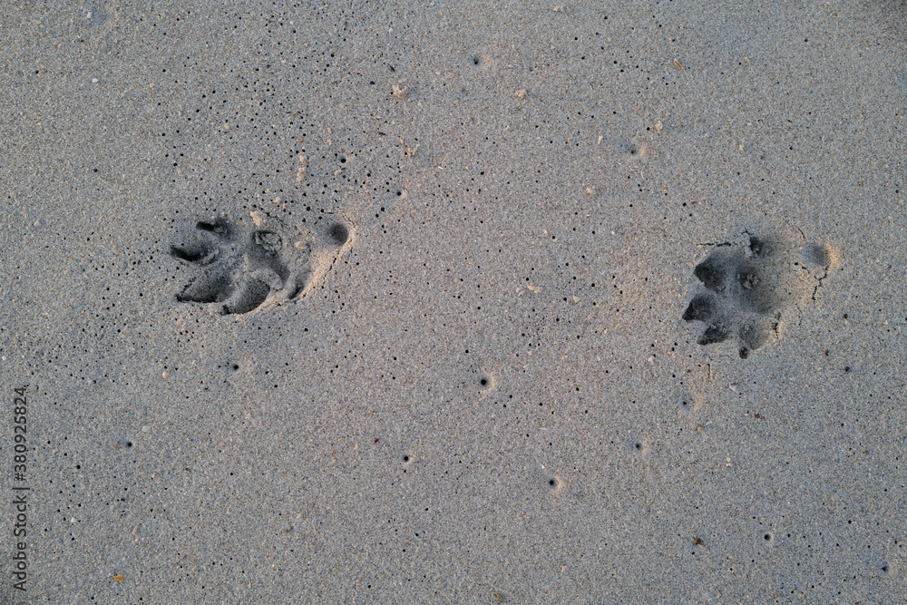 Sept 25, 2020 dog paw footprint found on the Fort Tilden Beach, Queens, New York City. Sept 25, 2020 dog paw footprint found on the Fort Tilden Beach, Queens, New York City.