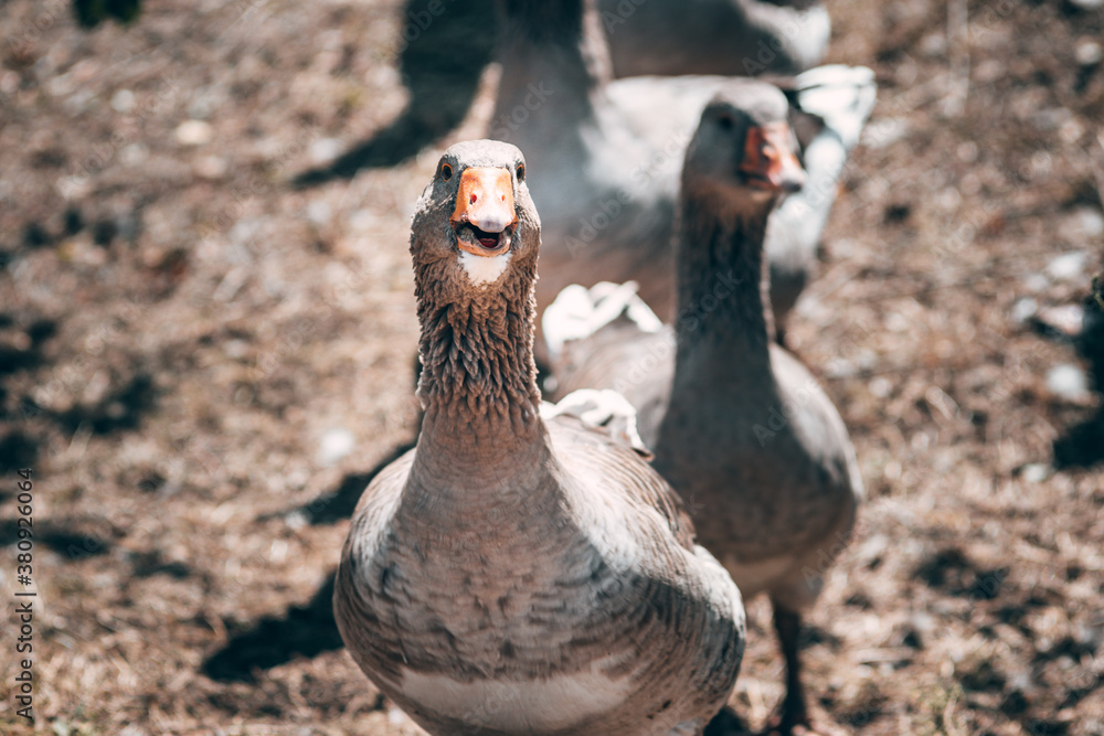 Portrait of a goose, a rural poultry with feathers and beak. A beautiful grey Perigord goose with an orange beak. Portrait of a goose, a rural poultry with feathers and beak. A beautiful grey Perigord goose with an orange beak.