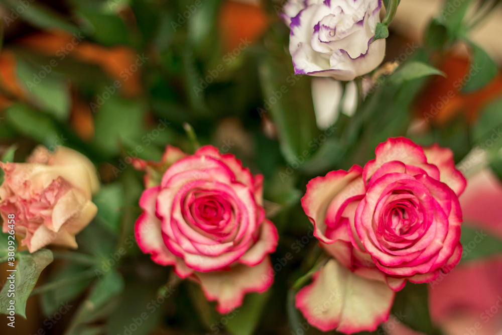 Pink and white blooming roses gifrt with love Pink and white blooming roses gifrt with love