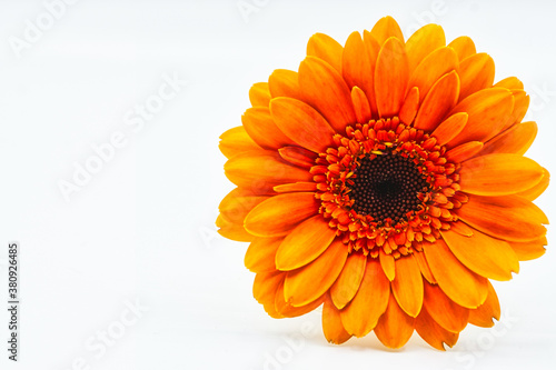 orange gerber daisy