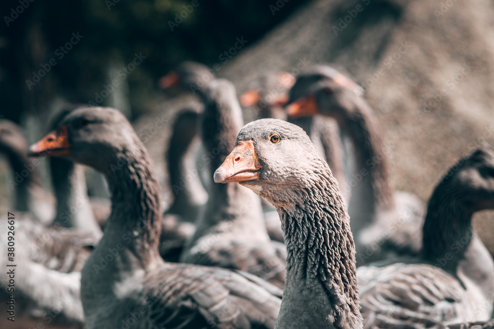 A flock of geese looks at the camera and poses. A family of beautiful grey Perigord geese with an orange beak. Portrait of a goose, charming village birds with feathers and beak. A flock of geese looks at the camera and poses. A family of beautiful grey Perigord geese with an orange beak. Portrait of a goose, charming village birds with feathers and beak.