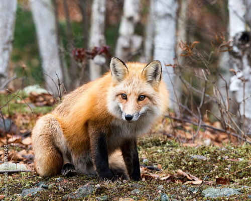 Red Fox Stock Photo. Red Fox close-up profile view in the forest sitting on moss with birch blur background displaying fur, head, ears, eyes, nose, paws in  its environment and habitat. ©  Aline