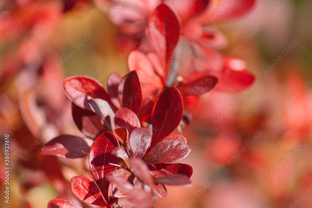 barberry bush leafs a d berries in autumn sun barberry bush leafs a d berries in autumn sun