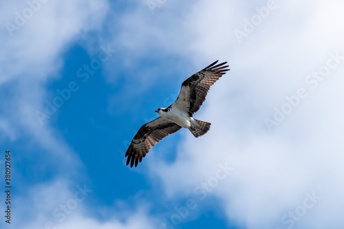 Ocean City - Osprey in flight with blue sky and clouds
