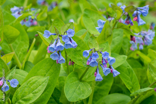 Photography Patch of Virginia Bluebells in bloom