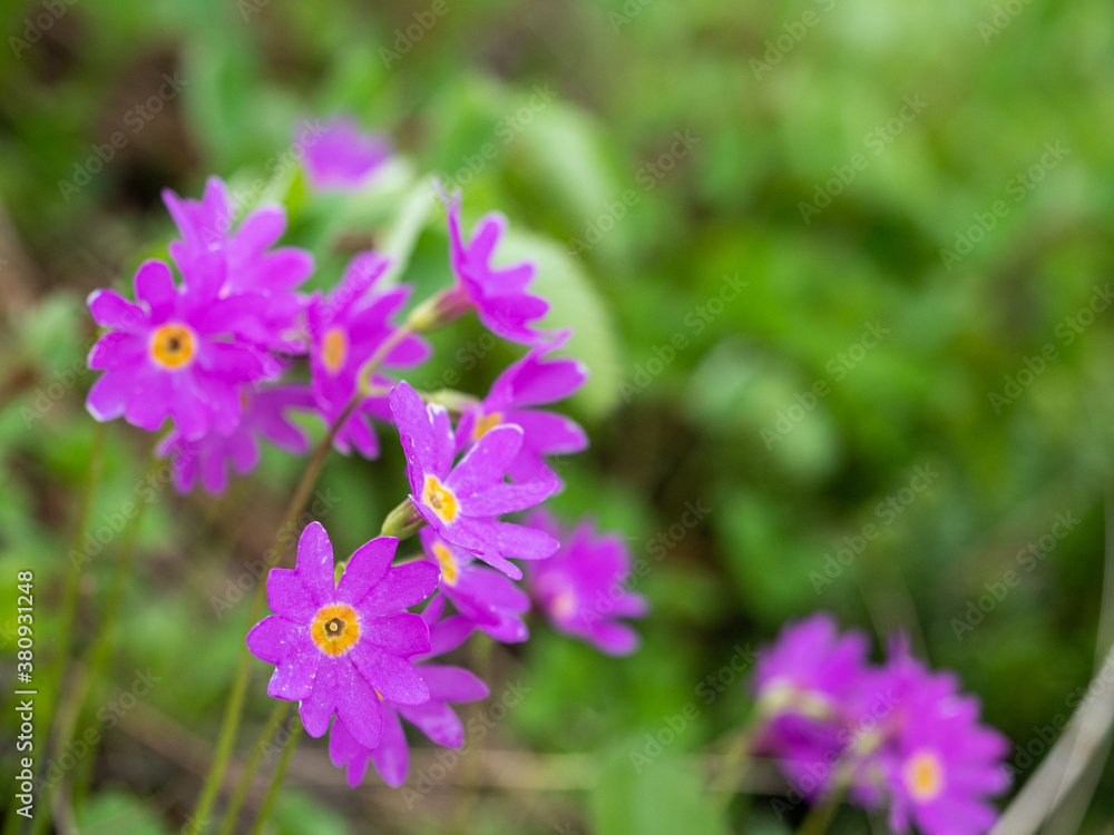 高山植物 登山 花 可愛い 高山植物 登山 花 可愛い