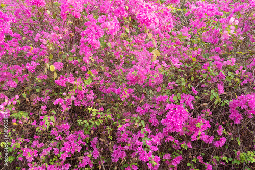 Fotografering Beautiful Bougainvillea flower in the nature ,Provincial flower of phuket thailand