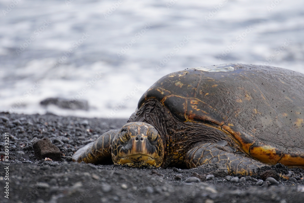 Green sea turtle sleeping on black sand beach