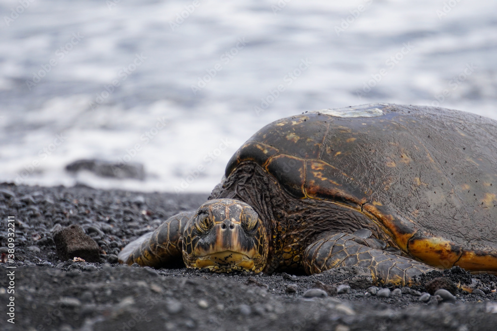Green sea turtle sleeping on black sand beach Green sea turtle sleeping on black sand beach