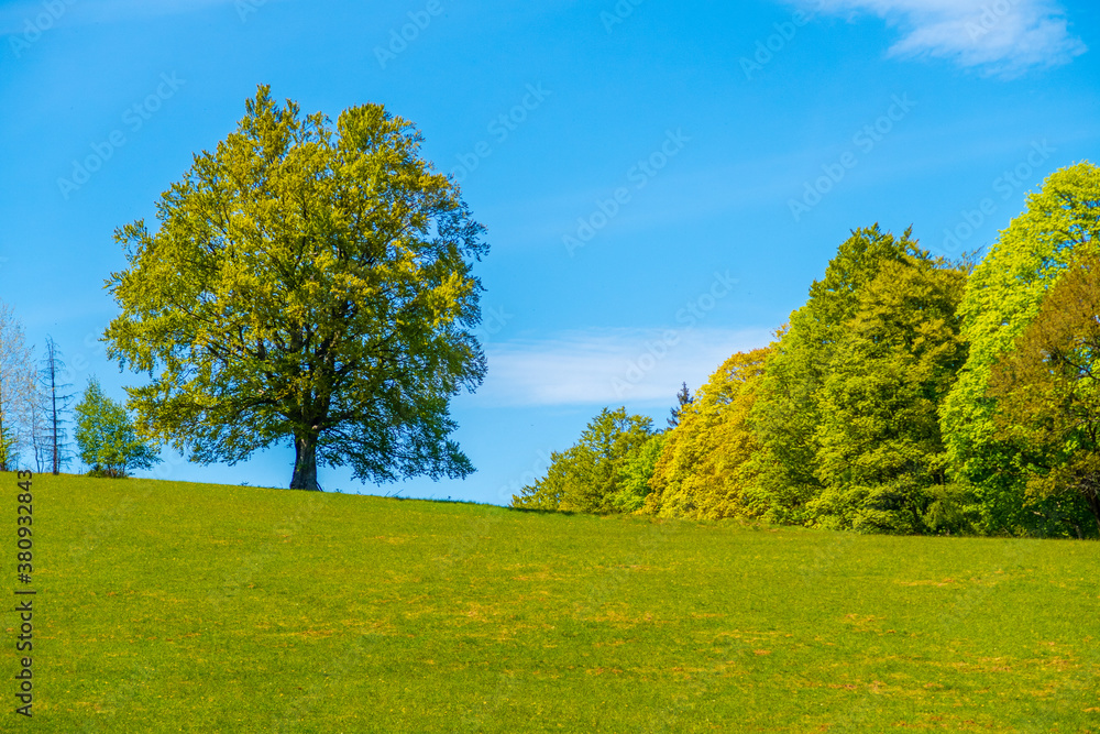Standalone tree on a field horizon in spring, Moravia-Bohemian region, Czech republic