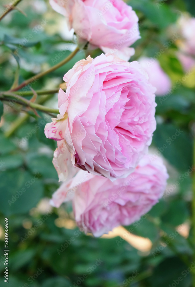 Lush pink English roses with buds among the greenery in the park, macro photography, selective focus, vertical orientation.