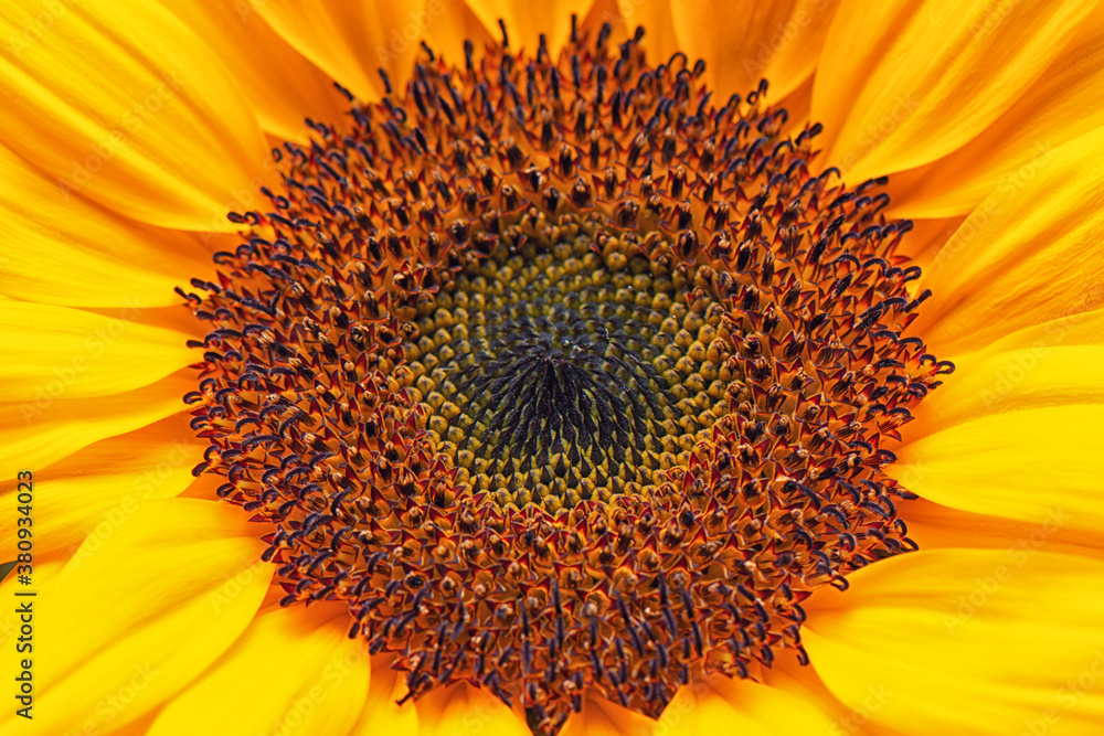 yellow sunflower macro shot yellow sunflower macro shot