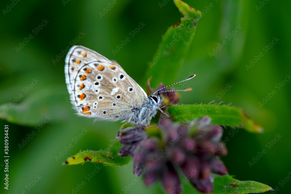 Macro shots, Beautiful nature scene. Closeup beautiful butterfly sitting on the flower in a summer garden. Macro shots, Beautiful nature scene. Closeup beautiful butterfly sitting on the flower in a summer garden.