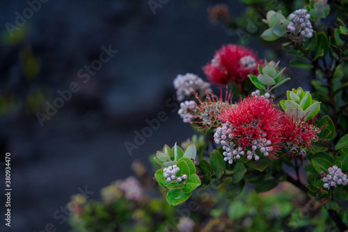 ハワイ島の花レフア