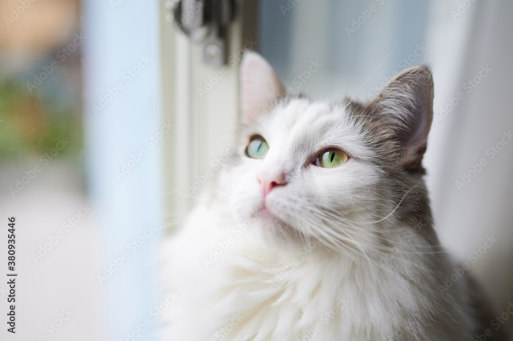 窓際で座っている白猫が外を見ている