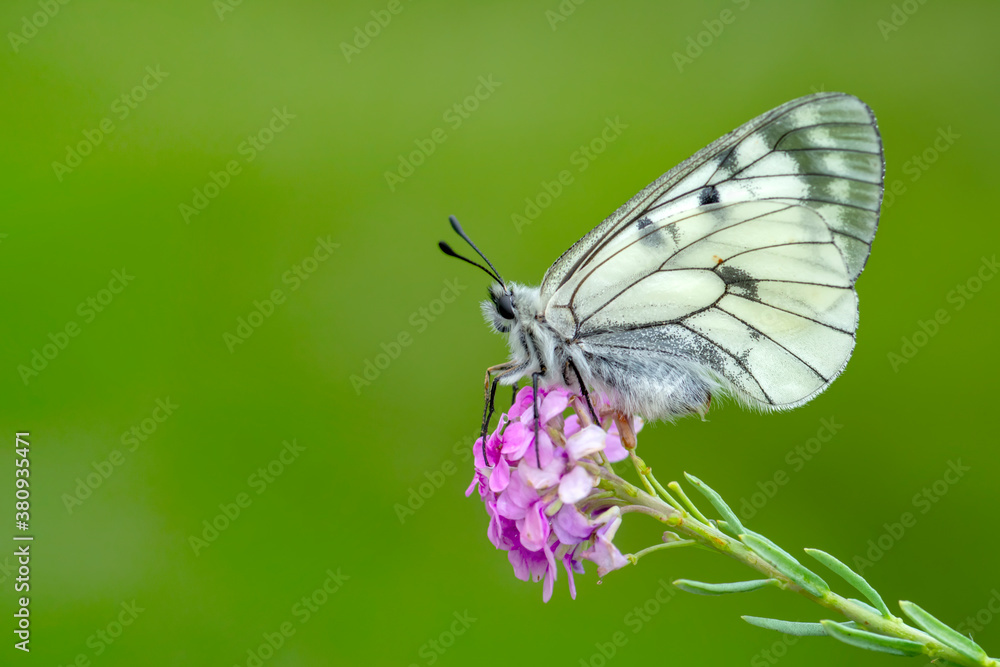 Macro shots, Beautiful nature scene. Closeup beautiful butterfly sitting on the flower in a summer garden. Macro shots, Beautiful nature scene. Closeup beautiful butterfly sitting on the flower in a summer garden.