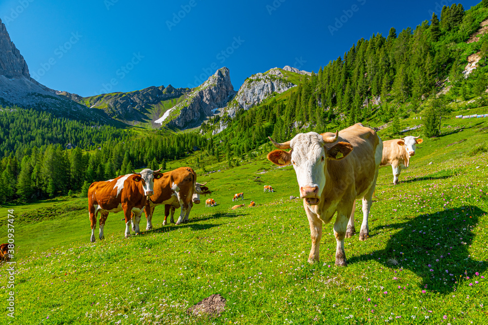 Obraz premium Cow herd in Dolomites mountains in summer on sunny day, Passo Giau, Italy, Europe