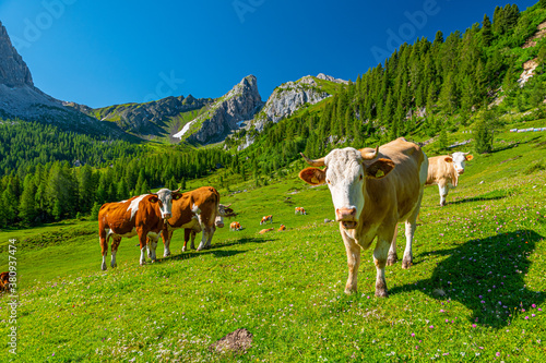 Cow herd in Dolomites mountains in summer on sunny day  Passo Giau  Italy  Europe