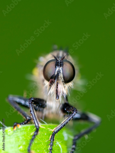Macro shot of a robber fly in the garden