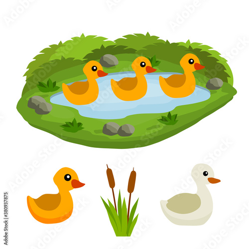 Ducks in the pond. Chicken swims in lake. Animal in wild and forest. Mother and yellow child of a bird in water. Flat cartoon.