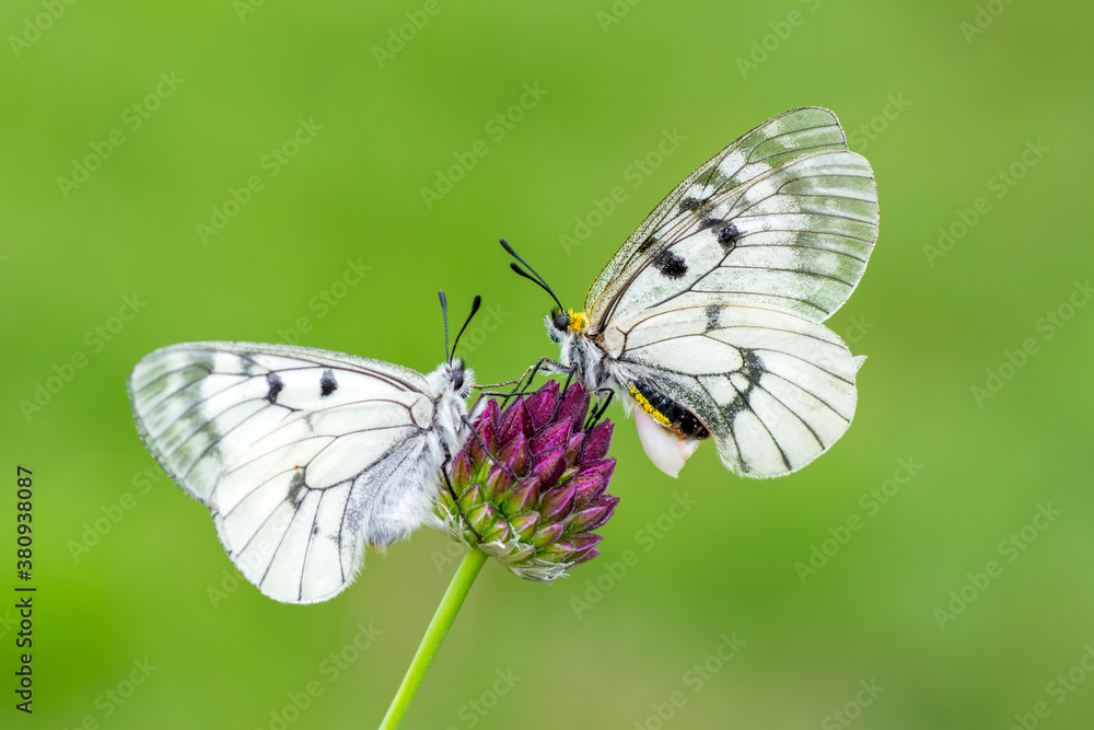Macro shots, Beautiful nature scene. Closeup beautiful butterfly sitting on the flower in a summer garden. Macro shots, Beautiful nature scene. Closeup beautiful butterfly sitting on the flower in a summer garden.