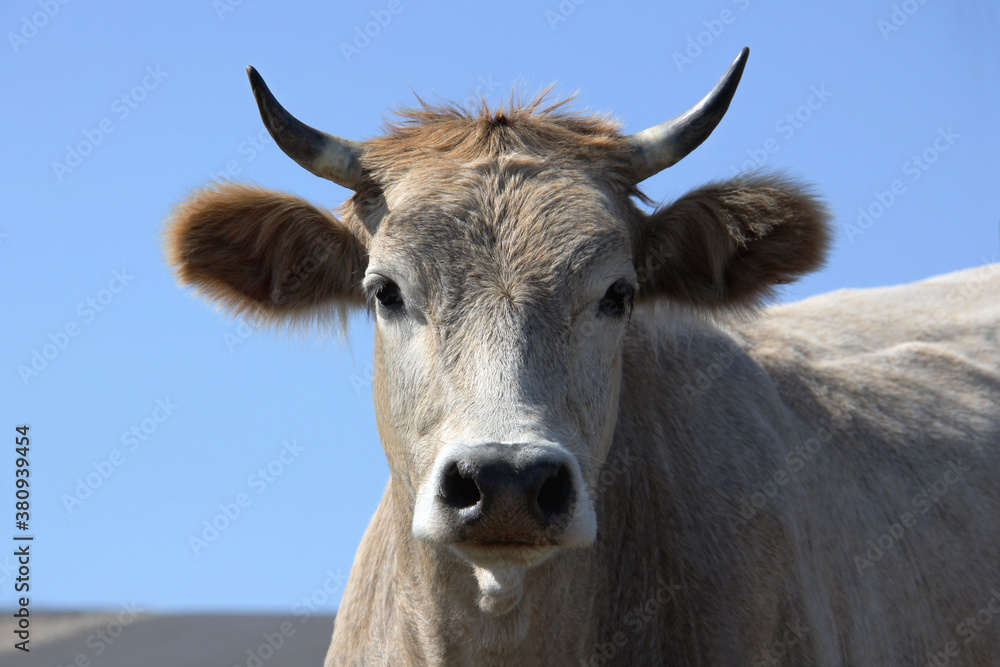 Close-up portrait of a young white bull. 2021 year of the bull.
