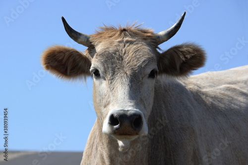 Close-up portrait of a young white bull. 2021 year of the bull.