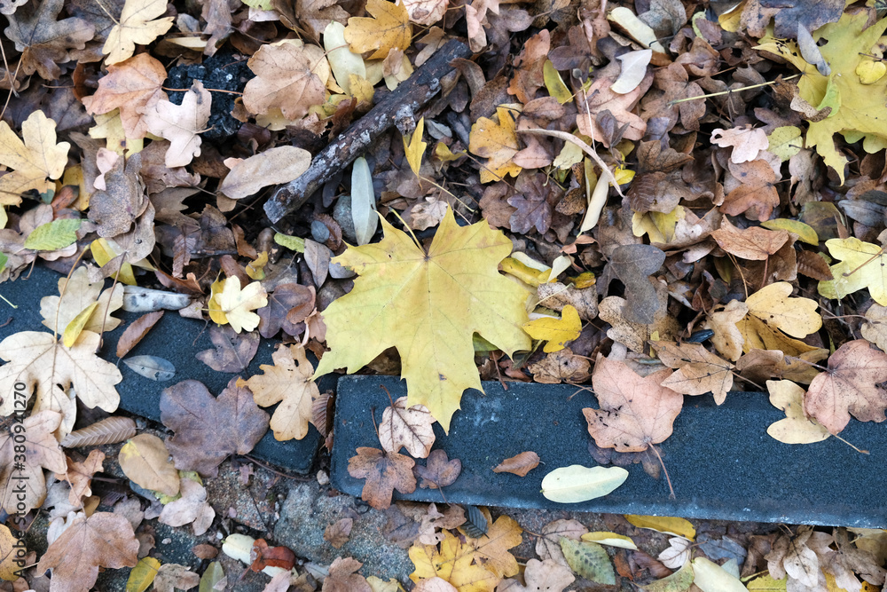 autumn leaves on the ground autumn leaves on the ground