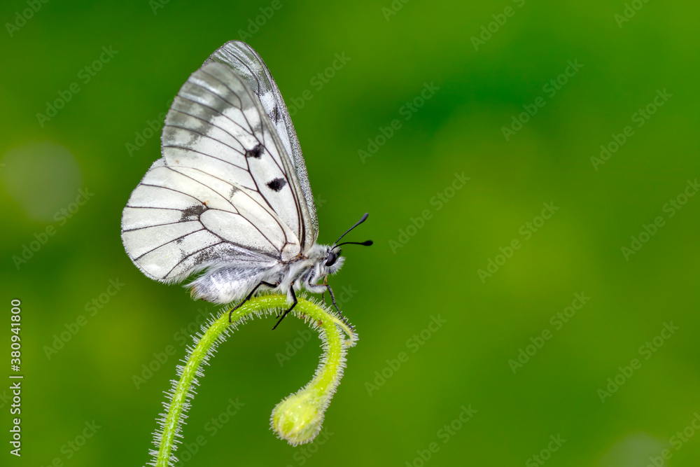 Macro shots, Beautiful nature scene. Closeup beautiful butterfly sitting on the flower in a summer garden. Macro shots, Beautiful nature scene. Closeup beautiful butterfly sitting on the flower in a summer garden.