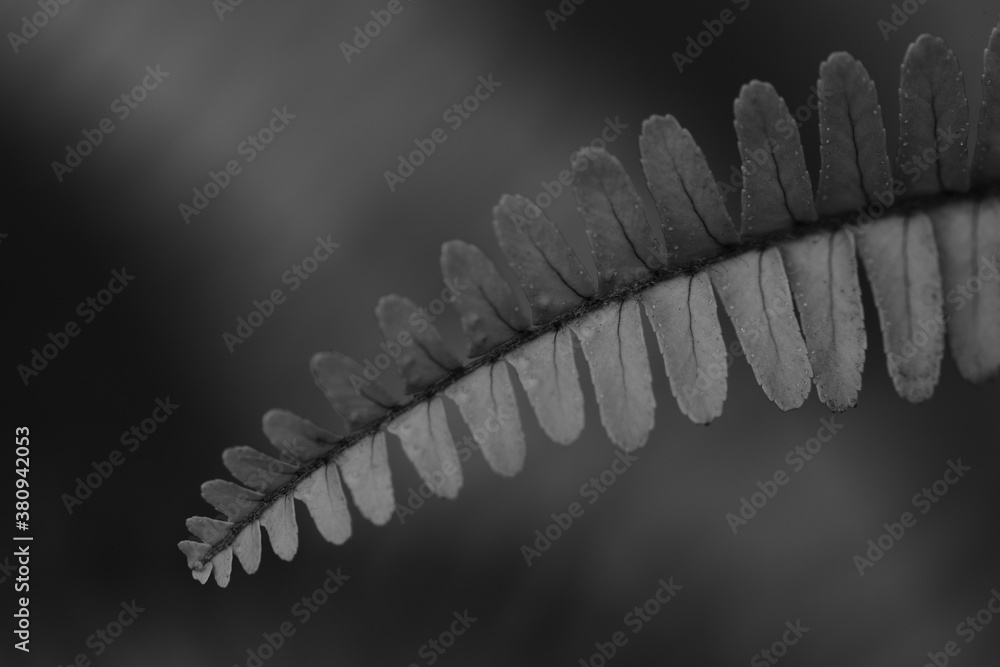 Macro and selective focus Abstract image of a single fern leaf with blur background in monochrome
Macro and selective focus Abstract image of a single fern leaf with blur background in monochrome
