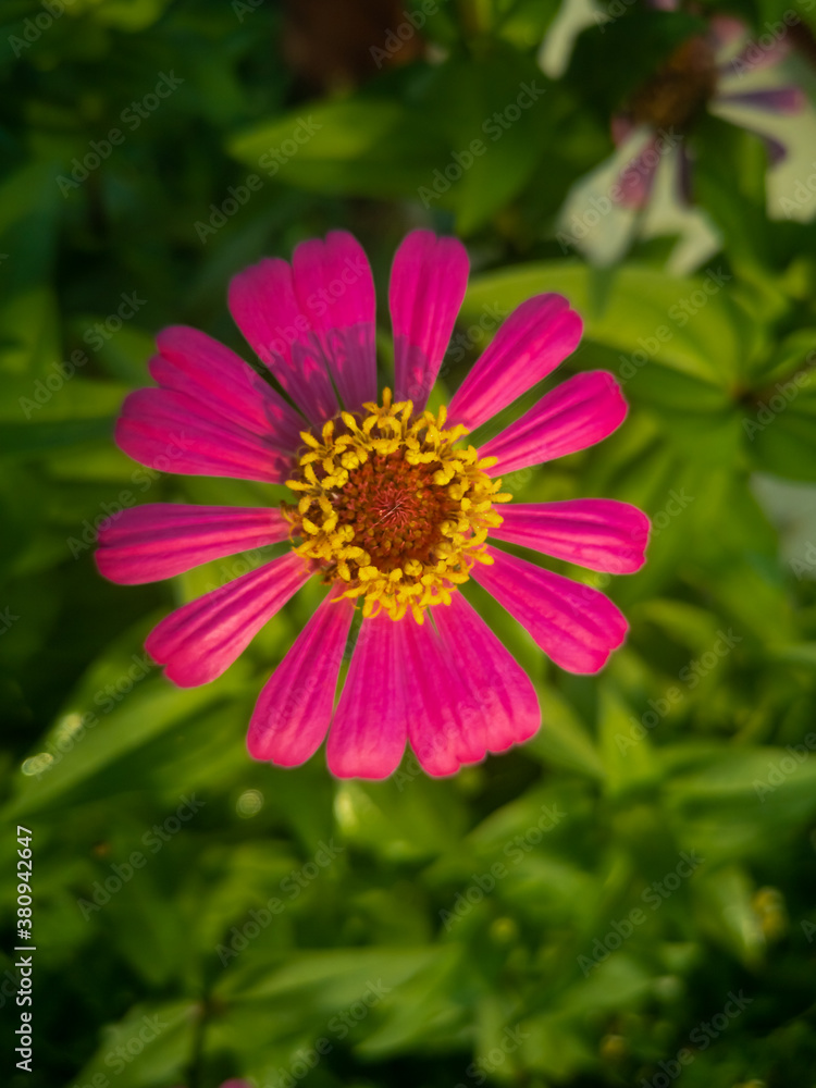 pink and white flower pink and white flower