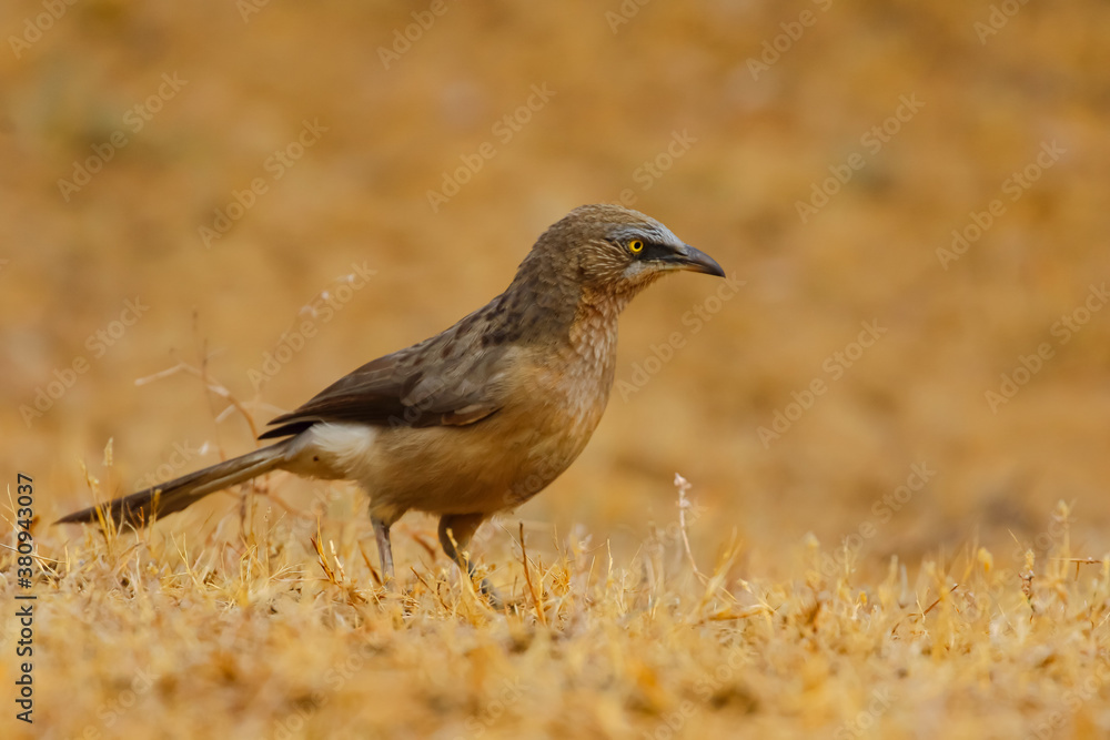 A large grey babbler siting on the ground with blur background
A large grey babbler siting on the ground with blur background