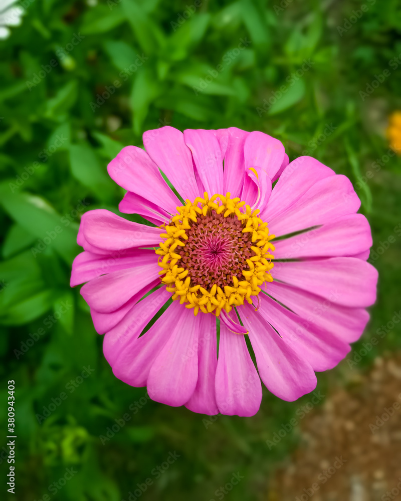 Pink Zenia Flower With Green Leaves Blur Background. 2 Pink Zenia Flower With Green Leaves Blur Background. 2