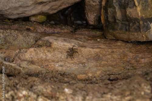 small crab on the rocks by the water © Olena