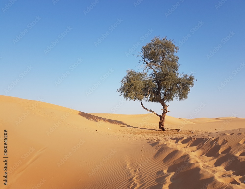 Lonely green tree in the orange desert