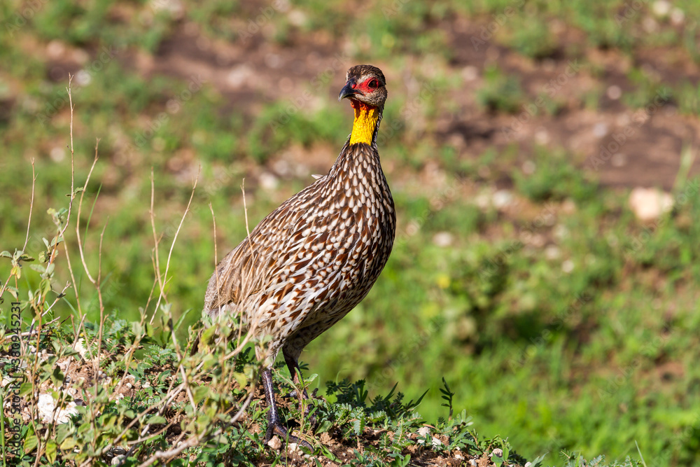 Gelbkehlfrankolin im Tarangire-Nationalpark im Norden Tansanias Gelbkehlfrankolin im Tarangire-Nationalpark im Norden Tansanias