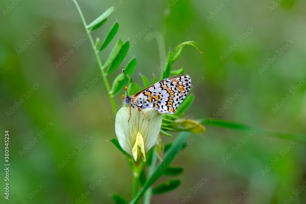 Macro shots, Beautiful nature scene. Closeup beautiful butterfly sitting on the flower in a summer garden. Macro shots, Beautiful nature scene. Closeup beautiful butterfly sitting on the flower in a summer garden.
