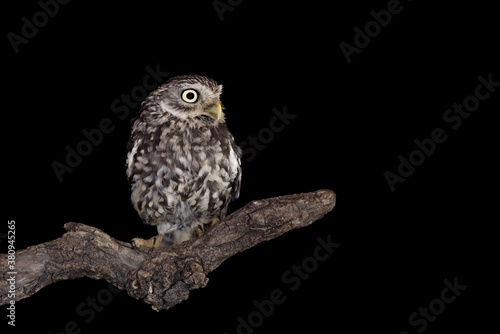 Wonderful portrait of little owl on branch (Athene noctua)