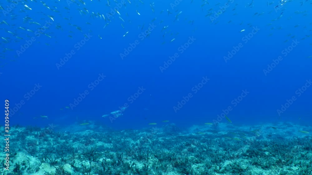 sarda striped bonito fish school underwater blue ocean scenery patroling in schools attack chasing and hunting the silversides sarda striped bonito fish school underwater blue ocean scenery patroling in schools attack chasing and hunting the silversides